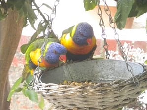 lorikeets